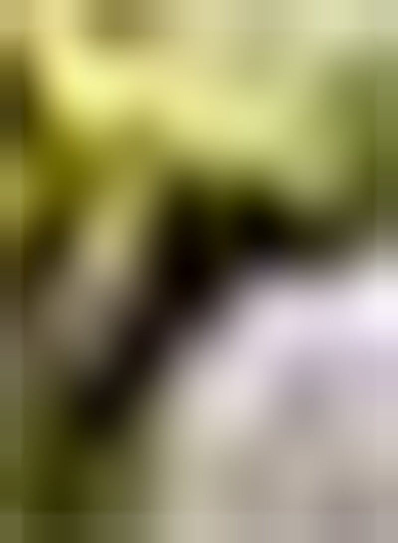 GGOOT Common Gorse, x25 Seeds   Shrub   Hedging   Wild Plant - Image 1