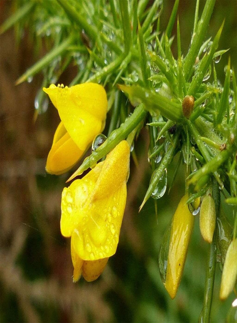 GGOOT Common Gorse, x25 Seeds   Shrub   Hedging   Wild Plant - Image 3