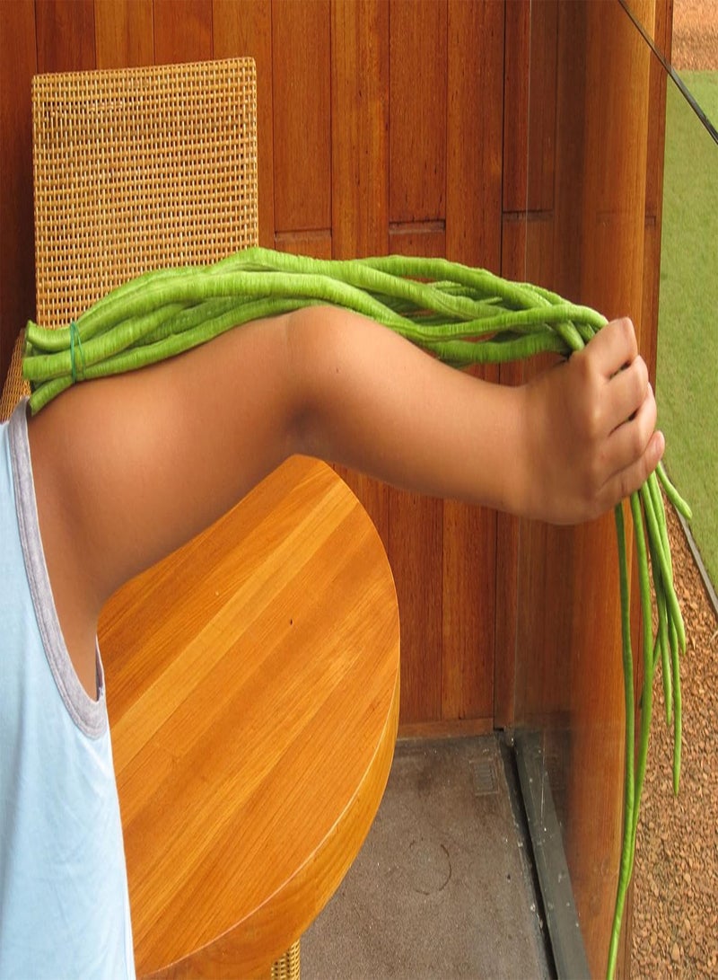 جي جوت بذور الفاصوليا الخضراء الطويلة 5 جرام (حوالي 30 ياردة) من نوع سباغيتي فاصوليا ثعبان، فاصوليا صينية طويلة، فاصوليا سباغيتي، فاصولياء سوداء - Image 4