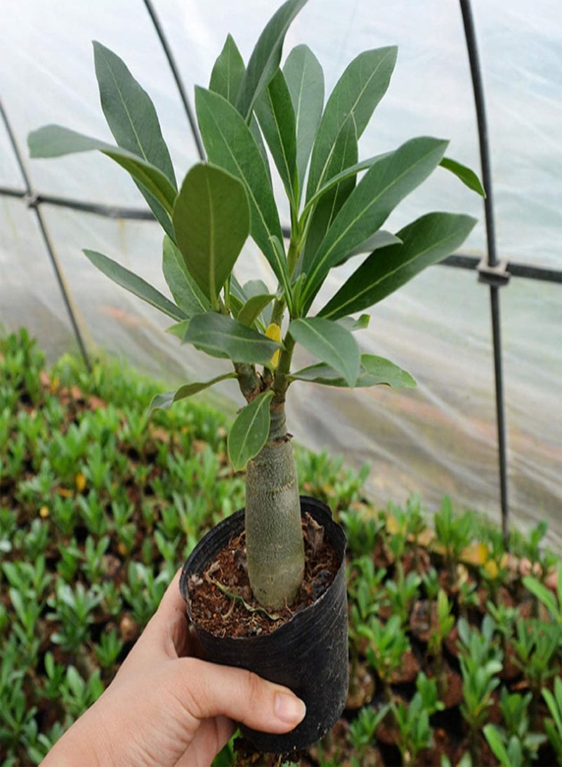 GGOOT Green Garden Flower Plants-20Pcs Adenium Obesum Desert Rose Seeds Flower Plant Home Office Garden Decor - 7# Desert Rose Seeds - Image 3