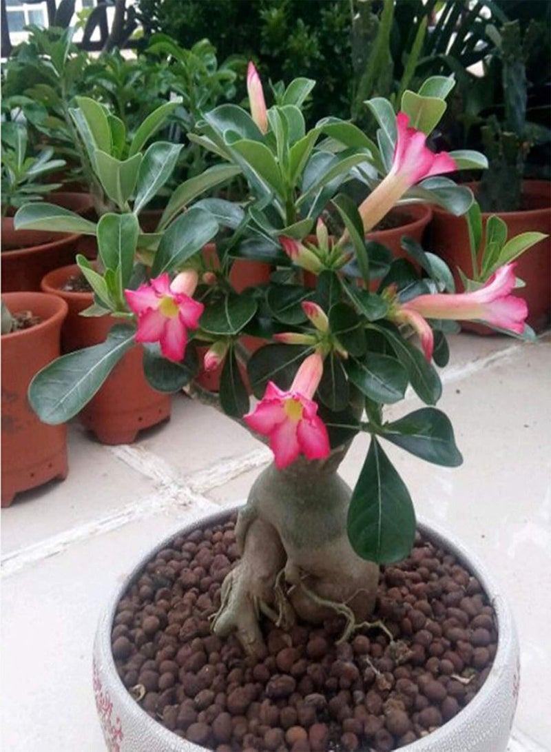 GGOOT Green Garden Flower Plants-20Pcs Adenium Obesum Desert Rose Seeds Flower Plant Home Office Garden Decor - 7# Desert Rose Seeds - Image 2