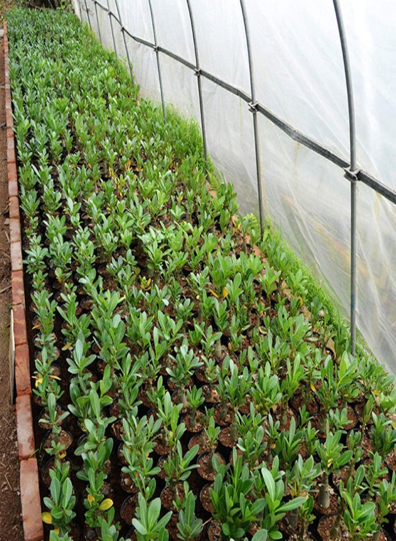 GGOOT Green Garden Flower Plants-20Pcs Adenium Obesum Desert Rose Seeds Flower Plant Home Office Garden Decor - 7# Desert Rose Seeds - Image 5