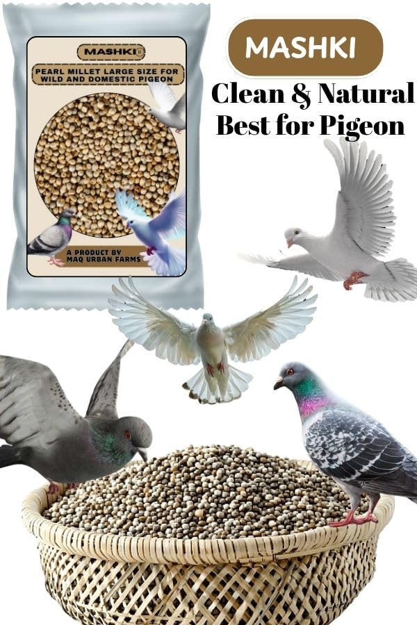 MASHKI Premium White Pearl Millet Bird Food, Natural Seeds for All Birds (3 KG) - Image 5