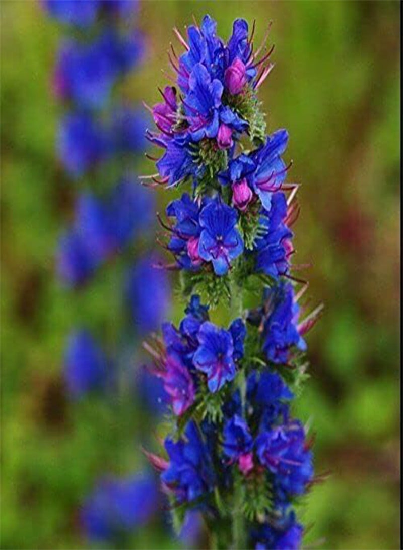 GGOOT Flower - Viper's Bugloss - 0.25g Premium Quality Seeds - First Class Postage - Image 2
