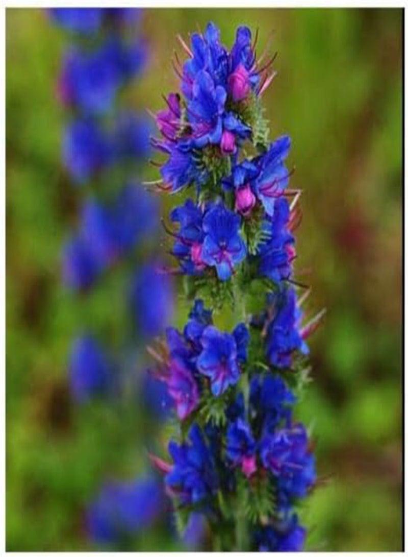 GGOOT Flower - Viper's Bugloss - 0.25g Premium Quality Seeds - First Class Postage - Image 1