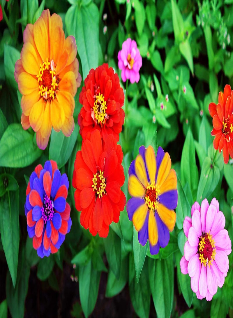 GGOOT Rare 100 Pcs Mixed Zinnia - California Giant Flower Seeds for Home Bonsai Decor