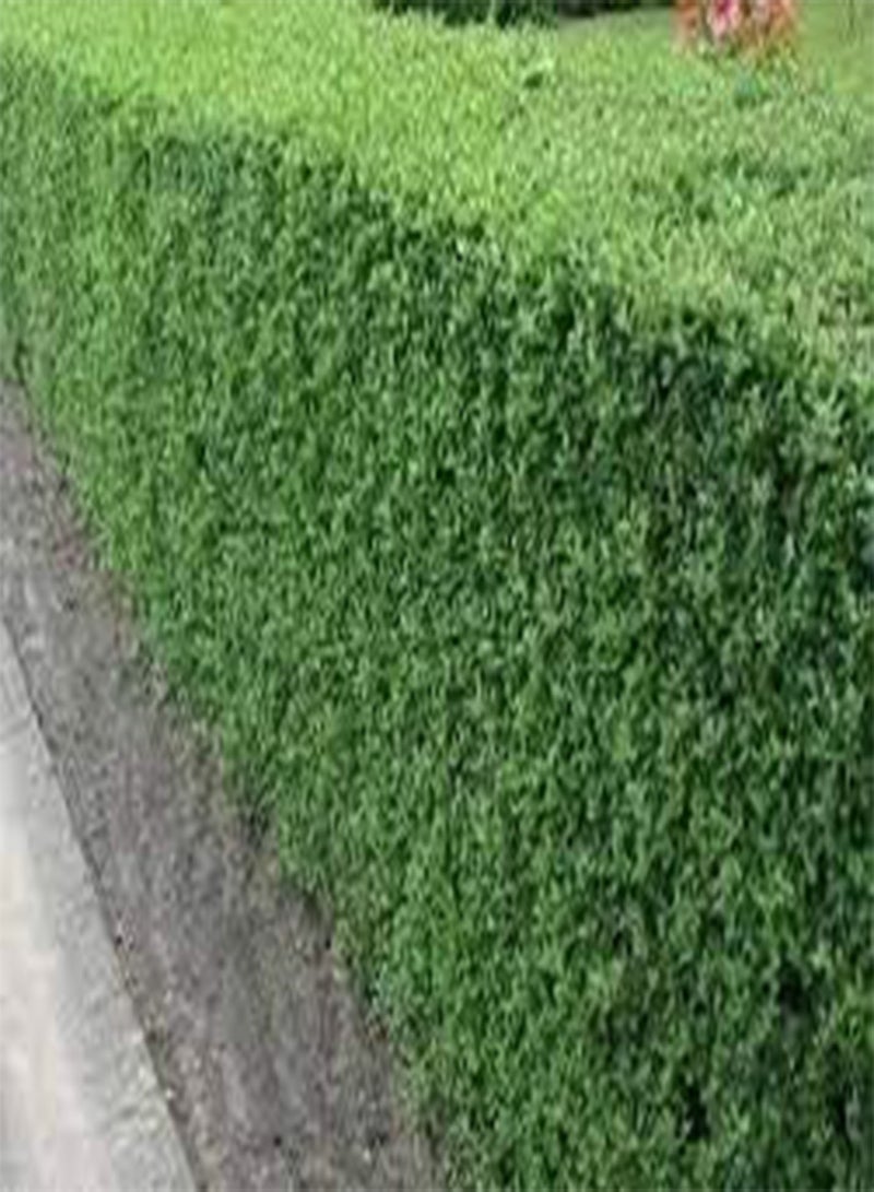 GGOOT 10 Common Privet Plant Seeds Green. - Image 2