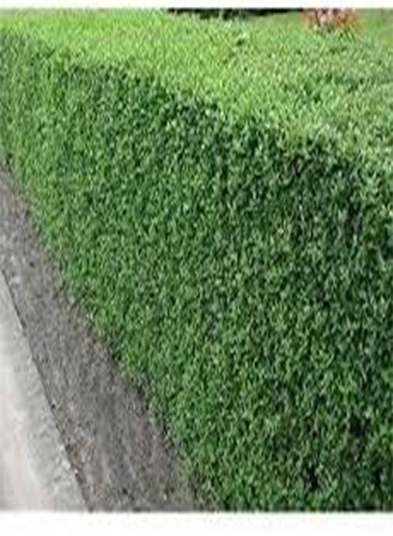 GGOOT 10 Common Privet Plant Seeds Green. - Image 1