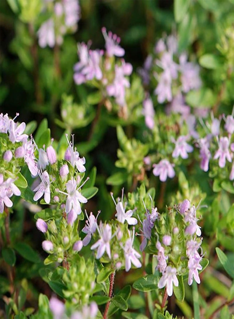 جي جوت 50 قطعة/مجموعة بذور الزعتر المتكتلة متوسطة الري بذور الزهرة القوية للفناء باللون الوردي والأرجواني - Image 5