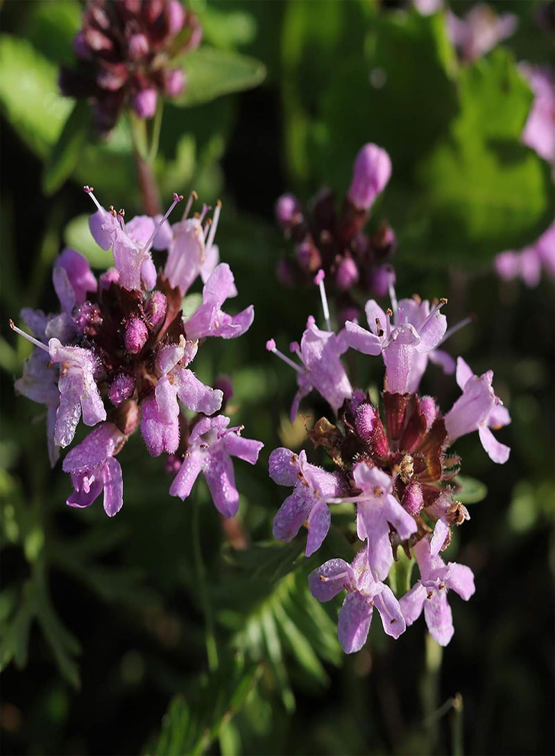 جي جوت 50 قطعة/مجموعة بذور الزعتر المتكتلة متوسطة الري بذور الزهرة القوية للفناء باللون الوردي والأرجواني - Image 3