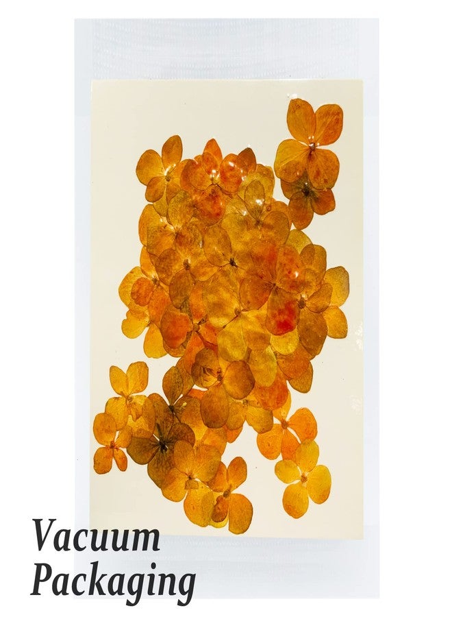 GSZN ٦٠ قطعة من الزهور المضغوطة، زهور الكوبية البرتقالية الطبيعية المجففة، مثالية لتزيين دفاتر القصاصات، وصنع الشموع، والمجوهرات، والأعمال الفنية والحرفية. - Image 3