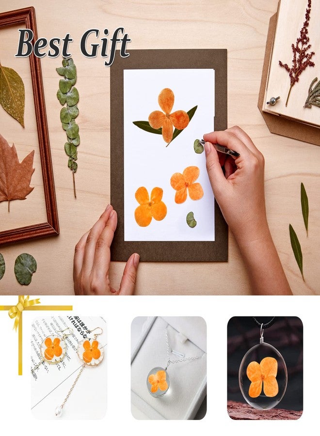 GSZN ٦٠ قطعة من الزهور المضغوطة، زهور الكوبية البرتقالية الطبيعية المجففة، مثالية لتزيين دفاتر القصاصات، وصنع الشموع، والمجوهرات، والأعمال الفنية والحرفية. - Image 5