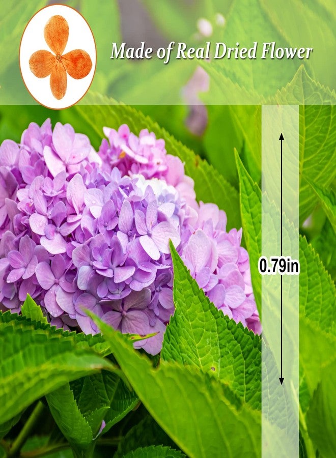 GSZN ٦٠ قطعة من الزهور المضغوطة، زهور الكوبية البرتقالية الطبيعية المجففة، مثالية لتزيين دفاتر القصاصات، وصنع الشموع، والمجوهرات، والأعمال الفنية والحرفية. - Image 2