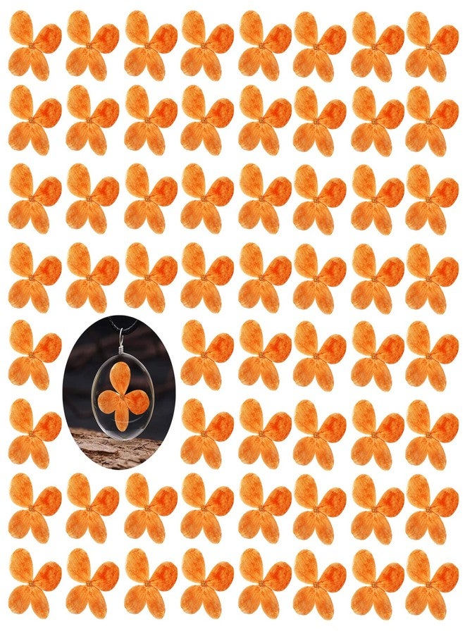 GSZN ٦٠ قطعة من الزهور المضغوطة، زهور الكوبية البرتقالية الطبيعية المجففة، مثالية لتزيين دفاتر القصاصات، وصنع الشموع، والمجوهرات، والأعمال الفنية والحرفية. - Image 1