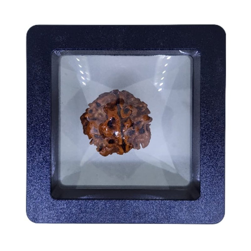 PUSHKARA Store مُكهي طبيعي 1 رُدراكسه معتمد - نيبال | بني | PJTL1M01 - فوائد فلكية - قلائد للجنسين - طاقة إيجابية للرجال والنساء - Image 1