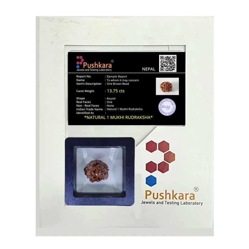 PUSHKARA Store مُكهي طبيعي 1 رُدراكسه معتمد - نيبال | بني | PJTL1M01 - فوائد فلكية - قلائد للجنسين - طاقة إيجابية للرجال والنساء - Image 2