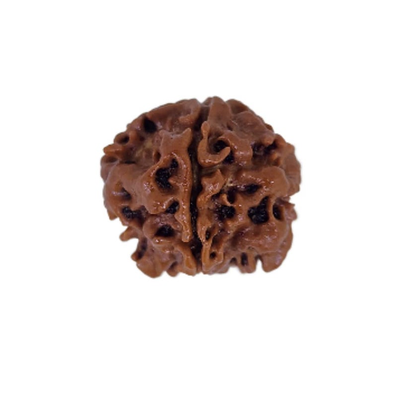 PUSHKARA Store مُكهي طبيعي 1 رُدراكسه معتمد - نيبال | بني | PJTL1M01 - فوائد فلكية - قلائد للجنسين - طاقة إيجابية للرجال والنساء - Image 4