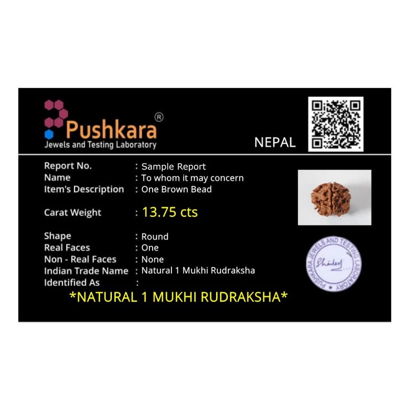 PUSHKARA Store مُكهي طبيعي 1 رُدراكسه معتمد - نيبال | بني | PJTL1M01 - فوائد فلكية - قلائد للجنسين - طاقة إيجابية للرجال والنساء - Image 3