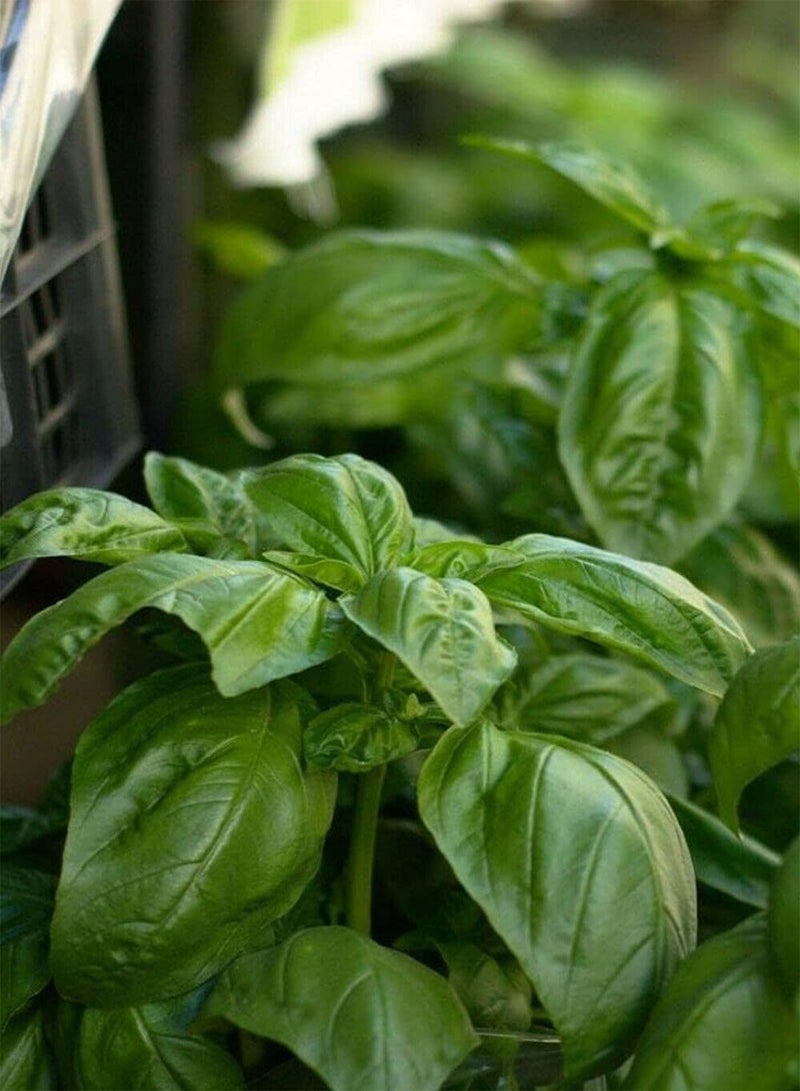 GGOOT 100 Seeds Herb Basil Sweet Genovese For Summer Plant Outdoor, Indoor, Garden etc. - Image 5