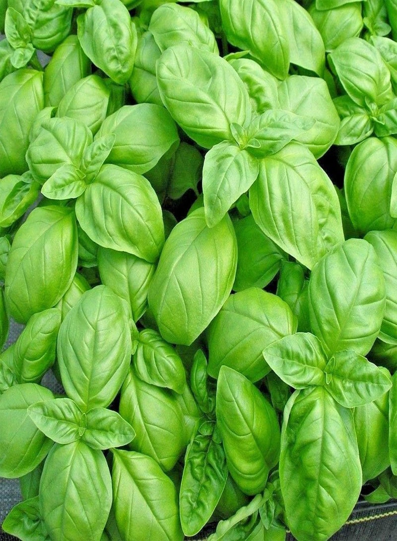 GGOOT 100 Seeds Herb Basil Sweet Genovese For Summer Plant Outdoor, Indoor, Garden etc. - Image 1