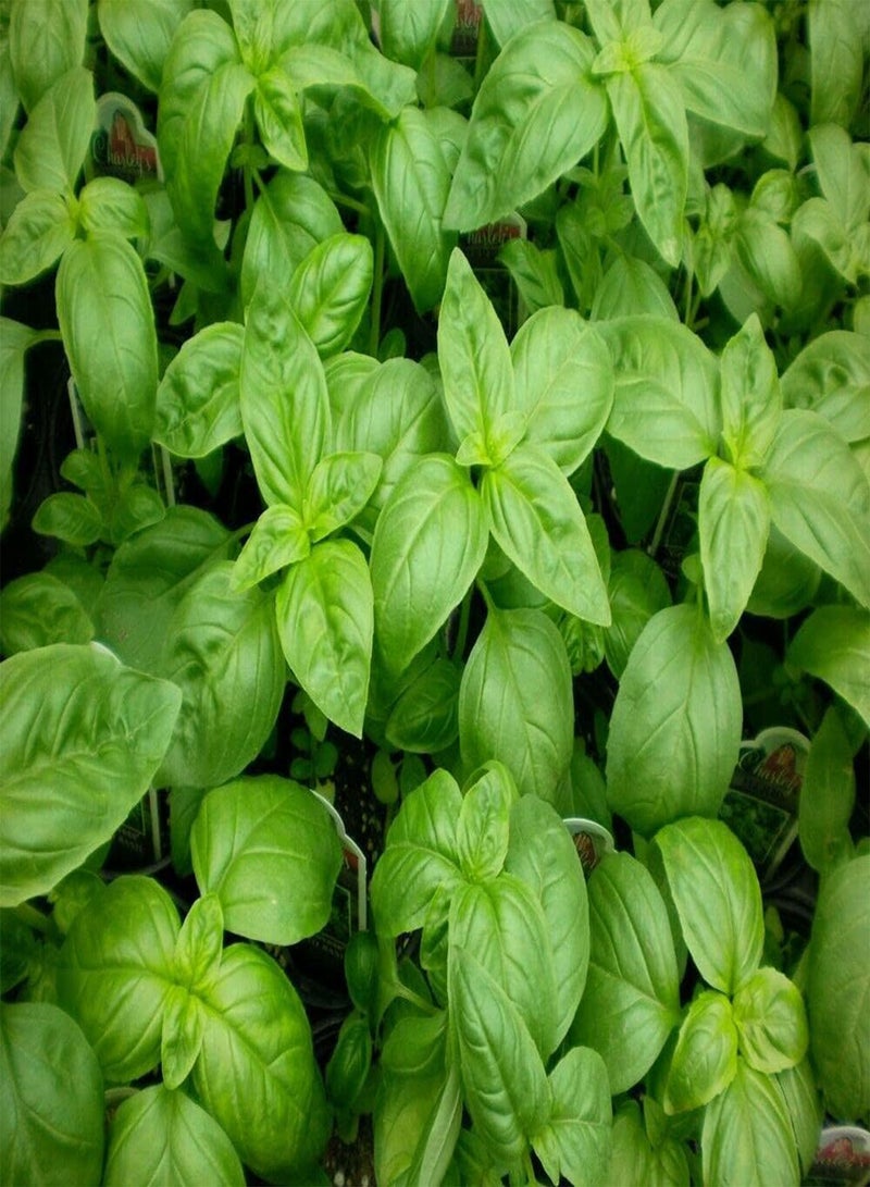 GGOOT 100 Seeds Herb Basil Sweet Genovese For Summer Plant Outdoor, Indoor, Garden etc. - Image 2
