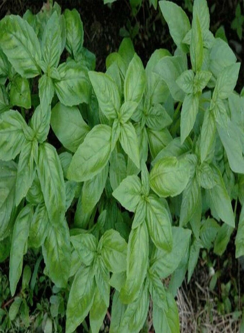 GGOOT 100 Seeds Herb Basil Sweet Genovese For Summer Plant Outdoor, Indoor, Garden etc. - Image 3