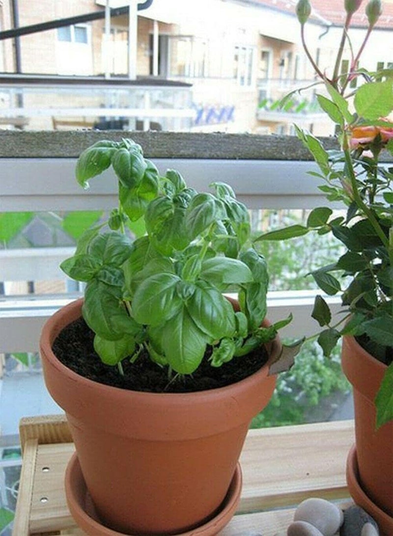 GGOOT 100 Seeds Herb Basil Sweet Genovese For Summer Plant Outdoor, Indoor, Garden etc. - Image 4