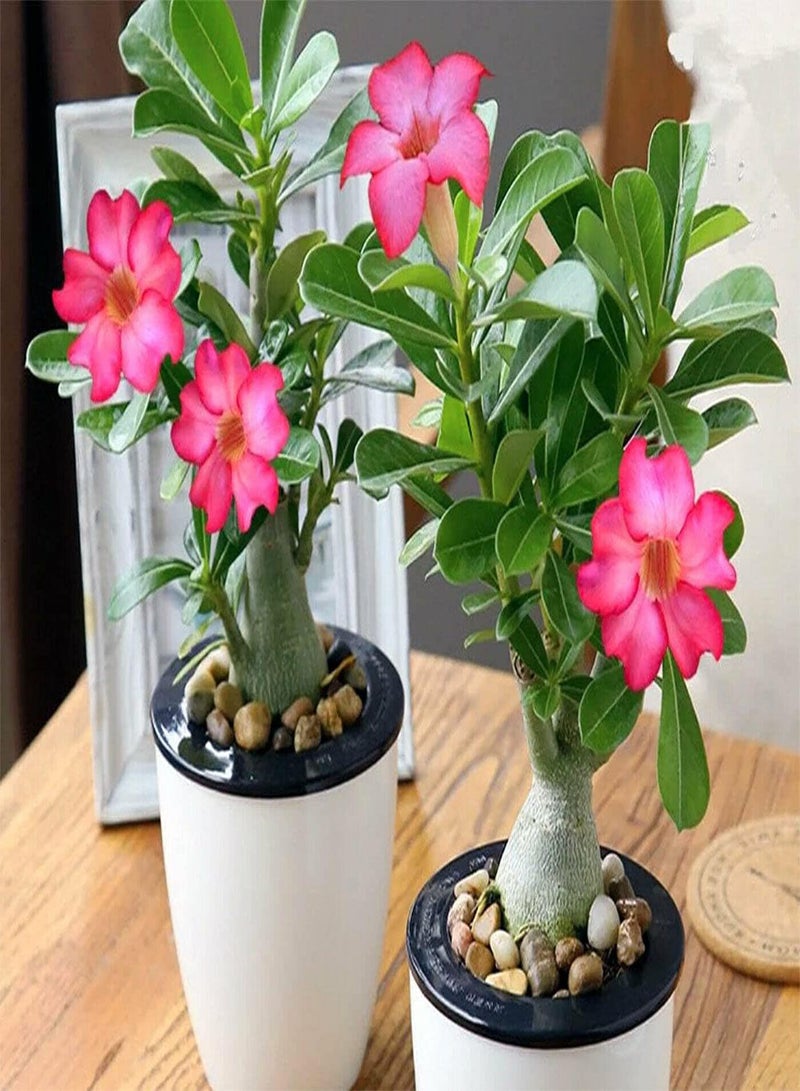 جي جوت بذور وردة الصحراء (Adenium Obesum) 5+ بذور نبات بونساي منزلي - Image 2