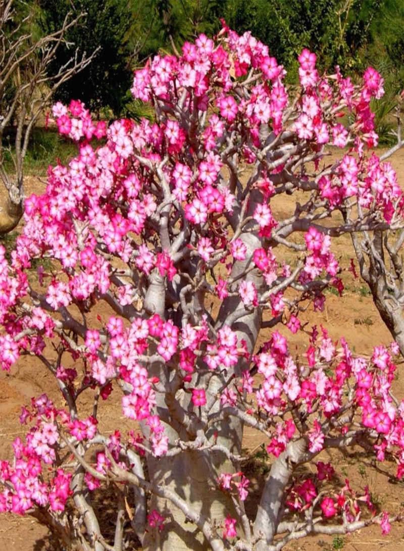 جي جوت بذور وردة الصحراء (Adenium Obesum) 5+ بذور نبات بونساي منزلي - Image 1