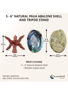 Generic Ocean Shell Studios 5-6 Inches Premium Natural Abalone P Ua Shell With Wooden Stand For Smudging Cleansing Home Meditation Shell Crafts Incense Holder Home D Cor 100 Natural Sustainable.  - Image 2