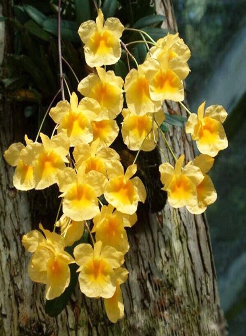 100Pcs/Bag Dendrobium Seeds,Easy to Plant Natural Environmental Friendly Yard Non GMO Plants Seeds for Planting Garden Yard Outdoor Rose Red Seed