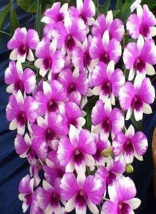 100Pcs/Bag Dendrobium Seeds,Easy to Plant Natural Environmental Friendly Yard Non GMO Plants Seeds for Planting Garden Yard Outdoor Rose Red Seed - pzsku/Z6BCCCC7A9FEAB2B93AECZ/45/1749202098/07f70d31-d5f7-4028-b701-2e0d0a528725