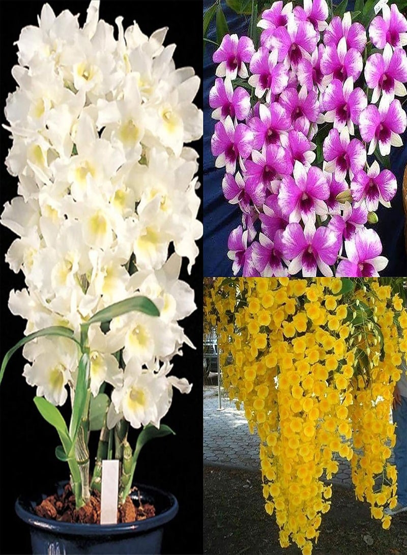 100Pcs/Bag Dendrobium Seeds,Easy to Plant Natural Environmental Friendly Yard Non GMO Plants Seeds for Planting Garden Yard Outdoor Rose Red Seed