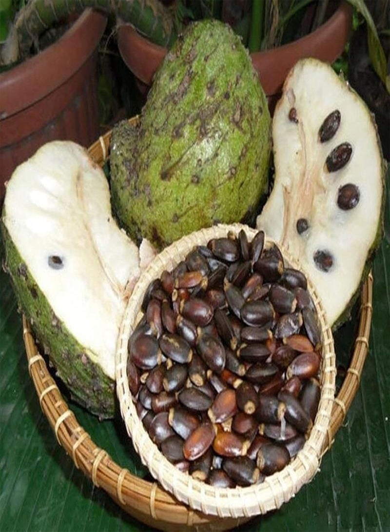 جي جوت 20 قطعة/كيس من بذور أنونا سكواموسا، بذور تفاح قشدي استوائية صحية خضراء قليلة الدسم للاستخدام المنزلي - بذور أنونا موريكاتا - Image 5