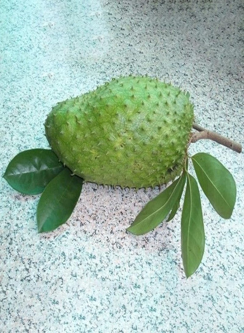 جي جوت 20 قطعة/كيس من بذور أنونا سكواموسا، بذور تفاح قشدي استوائية صحية خضراء قليلة الدسم للاستخدام المنزلي - بذور أنونا موريكاتا - Image 4