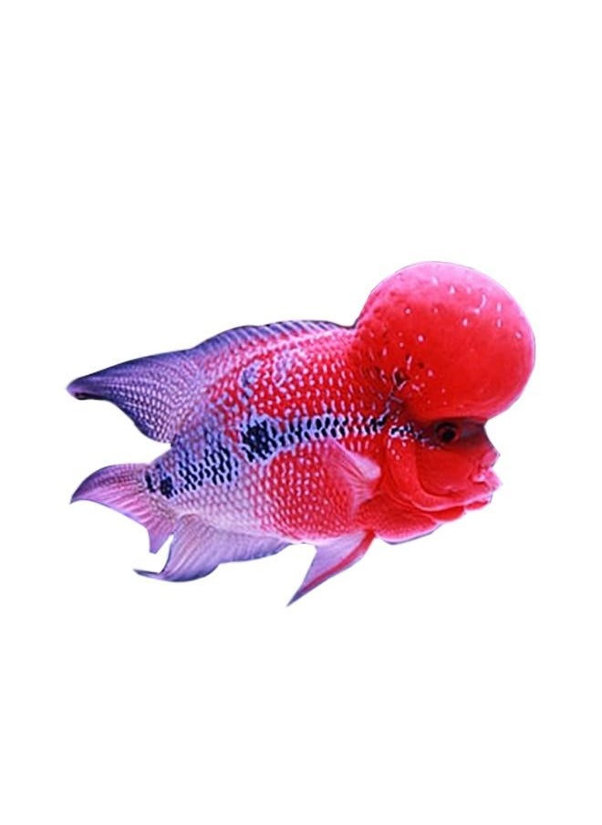 Ocean Free - Humpy Head Head Growth And Shape - 400 Gm - Image 1
