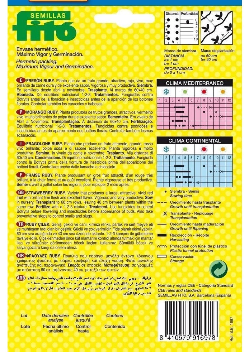 فيتو بذور فراولة روبي من فيتو للزراعة، بذور فواكه عالية الجودة للزراعة الداخلية والخارجية، نبات فراولة سريع النمو بإنتاج وفير مثالي للحدائق المنزلية والأواني - Image 2