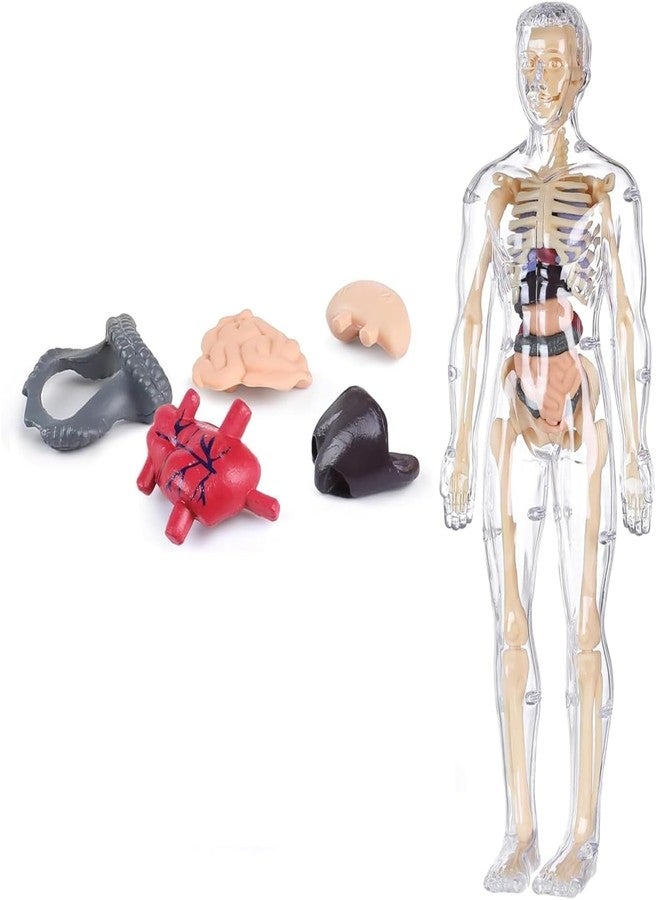 AHBHT Human Anatomy Model Toy for Kids | Educational Body Parts Learning Kit | DIY Assemble Skeleton & Organs Model | Science Biology Learning Toy | STEM Educational for Boys & Girls - Image 5