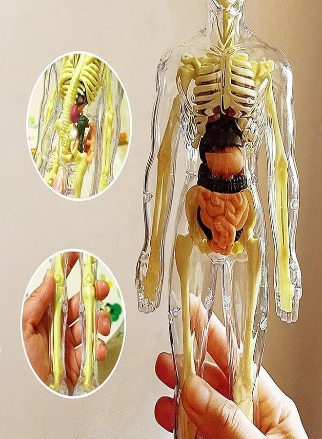 AHBHT Human Anatomy Model Toy for Kids | Educational Body Parts Learning Kit | DIY Assemble Skeleton & Organs Model | Science Biology Learning Toy | STEM Educational for Boys & Girls - Image 3
