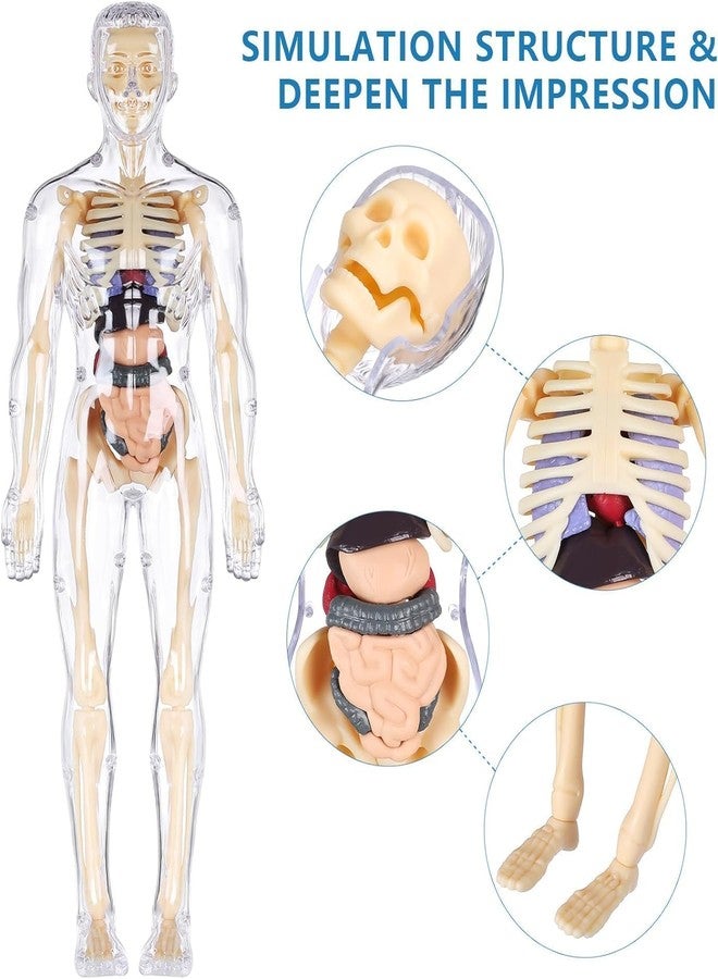 AHBHT Human Anatomy Model Toy for Kids | Educational Body Parts Learning Kit | DIY Assemble Skeleton & Organs Model | Science Biology Learning Toy | STEM Educational for Boys & Girls - Image 2