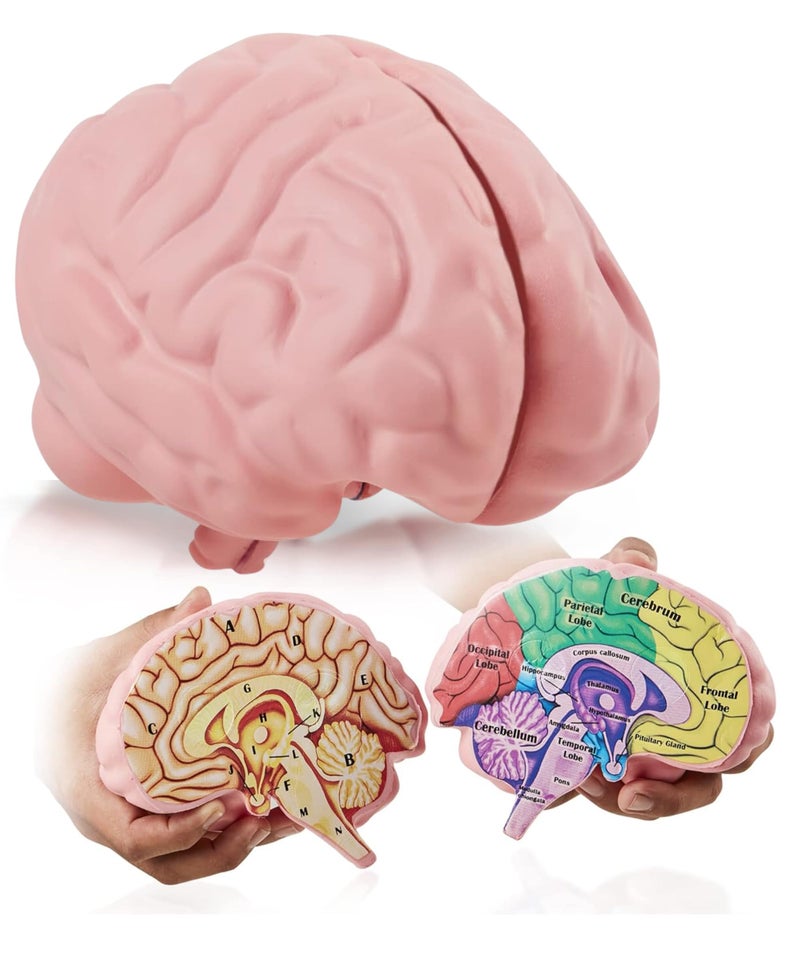 Merhoff Larkin Cross Section Foam Brain Model Free Stand Answer Sheet Digital Worksheet Educational Tool Learning Teaching Human Anatomical Function Psychology Biology or Science 2 Labeled Half Pieces - Image 2