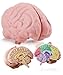 Merhoff Larkin Cross Section Foam Brain Model Free Stand Answer Sheet Digital Worksheet Educational Tool Learning Teaching Human Anatomical Function Psychology Biology or Science 2 Labeled Half Pieces - Image 3