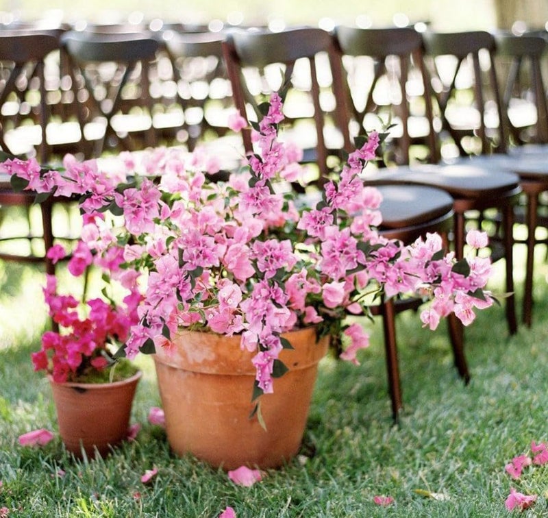 VRB Dec™ (Pack of 3 Artificial Bougainvillea Glabra Fake Plant Flowers for Home, Room,Office | Flowers for Vases | Decoration Items for Living Room (Without Pot) (Light Pink - 3pcs) - Image 3