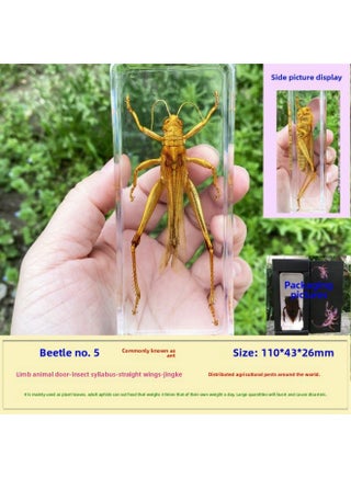 Insect Specimen Real Mono Fairy Amber Scarab Book Town Home Desk Decoration Mantis Spider Scorpion Factory-Color:Locust 5 - pzsku/Z6C12AD12EFB37103D392Z/45/1745423467/67db1513-2333-4ec6-8b80-878c140e1465