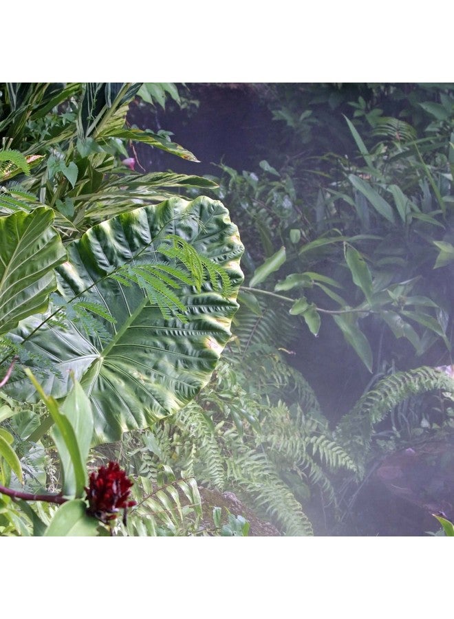 Pour Moi Tropical Moistureburst Mask Climatesmarthot & Humid Weather - Image 4