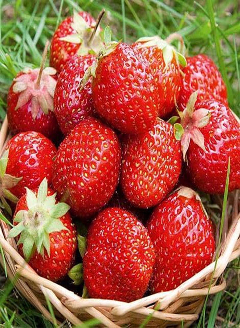 GGOOT 6 x Strawberry Christine Bare Root Plants - Grow Your Own Strawberries - Bare Root Strawberry Runners - Fruit Plant (Plastic Free Packaging) - Image 2