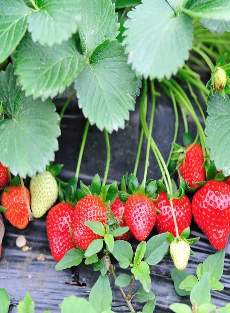 GGOOT 6 x Strawberry Christine Bare Root Plants - Grow Your Own Strawberries - Bare Root Strawberry Runners - Fruit Plant (Plastic Free Packaging) - Image 1