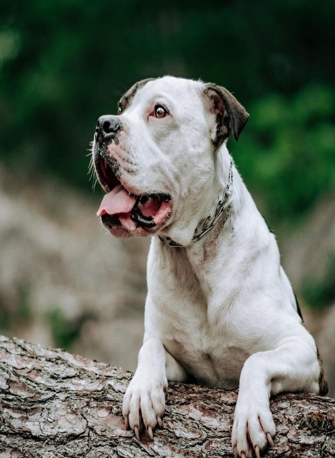 كوستال طوق تدريب الكلاب هيرم سبرينجر ألترا بلس ذو الشوكة مع مزلاج، 2.25 مم × 12 بوصة (وحدة واحدة) - Image 3