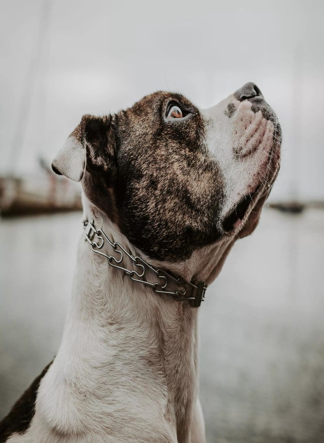 كوستال طوق تدريب الكلاب هيرم سبرينجر ألترا بلس ذو الشوكة مع مزلاج، 2.25 مم × 12 بوصة (وحدة واحدة) - Image 2