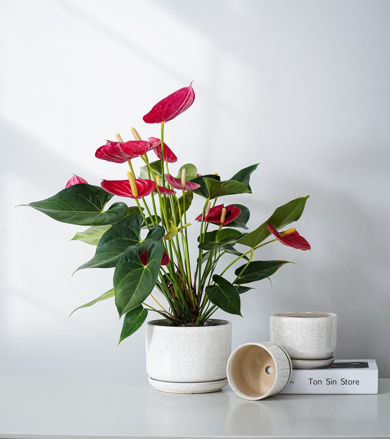 Ton Sin Plant Pots, 4.1+5.1+6.5 inch, Set of 3, Ceramic Planters with Drainage Hole and Saucer, Indoor Flower Pot with Drainage Hole, Gifts for Mom(Reactive Glaze White) - Image 2